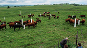 sculptures 23 habitants au km2, vaches et blocs de sel