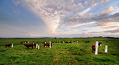 sculptures 23 habitants au km2, vaches et blocs de sel